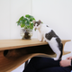 Image for article titled This Sleek Table Is Hiding a Playground For Cats